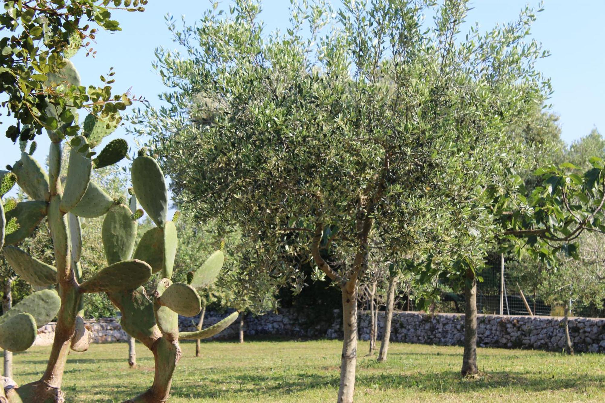 Masseria Tolla Ostuni Exterior photo